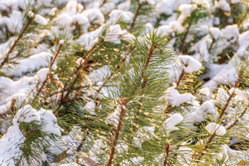 Green young pine trees covered in white snow.