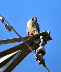 Peregrine Falcon with Prey on a High Tower