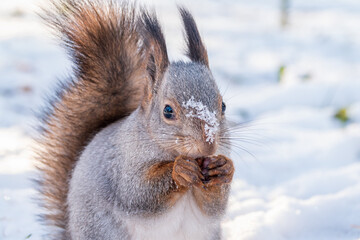 The squirrel in winter sits on white snow.