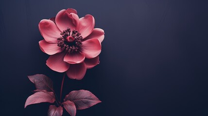 Fototapeta na wymiar A single red flower on a black background