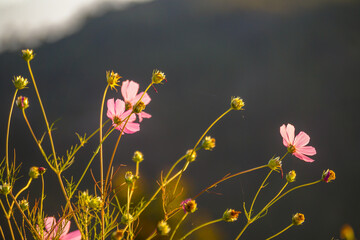 Pink Cosmos Flowers illuminated in the early rays of sun