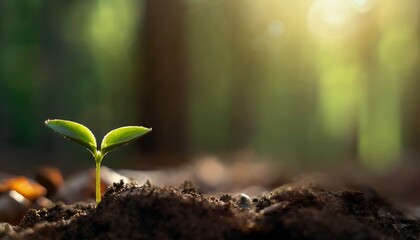 Fototapeta premium Green young sprouts begin to emerge from the soil. Beginning of spring, warm sunshine