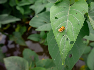 an insect carrying its mate on a damaged leaf
