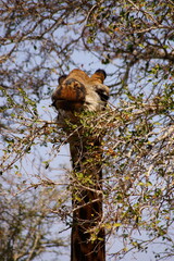 Giraffe eating leaves from the tree