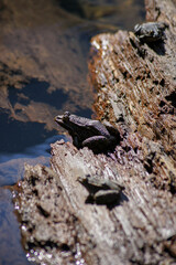 Frog on the stone