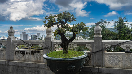 Fototapeta na wymiar On the observation deck, a dwarf bonsai tree with curved branches grows in a stone pot, next to the carved railing. In the distance, against the blue sky and clouds, city skyscrapers are visible.