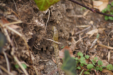Snake on the ground