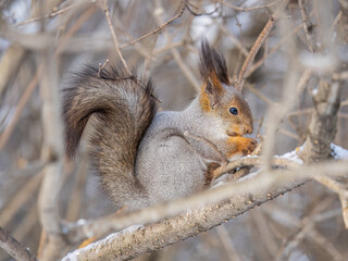 The squirrel with nut sits on tree in the winter or late autumn