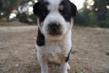 A puppy looking into the camera