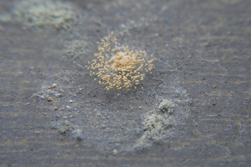 Fungal Growth: Mold can describe the fuzzy, sometimes colorful, growth that forms on organic matter when conditions are damp and suitable for fungal development.