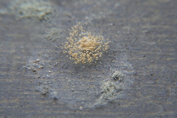 Fungal Growth: Mold can describe the fuzzy, sometimes colorful, growth that forms on organic matter when conditions are damp and suitable for fungal development.