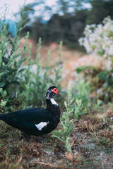 duck in the wild