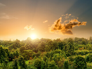 Green forest under cloudy sky