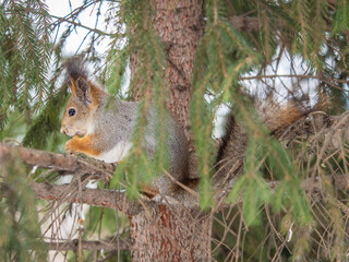 The squirrel with nut sits on tree in the winter or late autumn