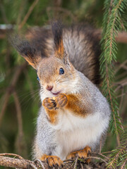 The squirrel with nut sits on tree in the winter or late autumn