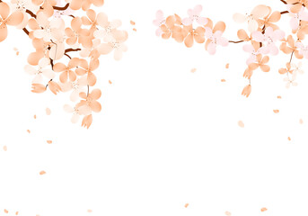 Sakura Bloom Frame, Cherry Blossom Background. Spring Flower Petals Falling Border. - obrazy, fototapety, plakaty