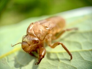 dead insect on leaf  blurred leaves 