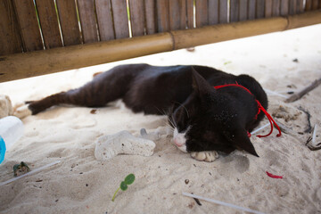 Cat sleep on sand