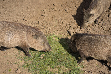 A group of peccaries grazing on some grass.