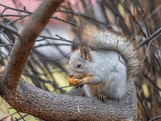 The squirrel with nut sits on tree in the autumn. Eurasian red squirrel, Sciurus vulgaris.