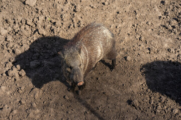 A group of peccaries grazing on some grass.