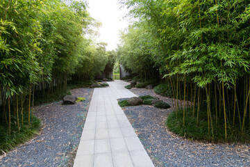 The path in the yard