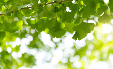 Fototapeta na wymiar Background of ginkgo tree leaves