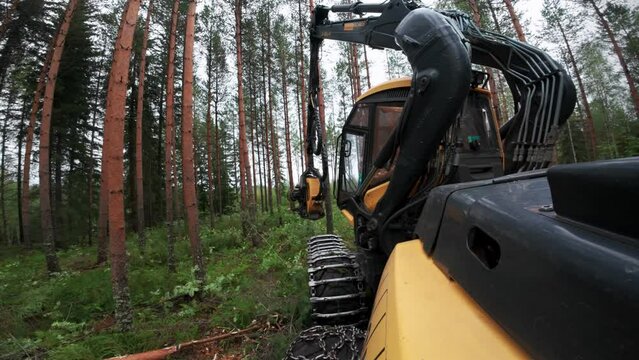 POV gopro shot from Harvester working in nordic woods, shot with DJI Osmo Action 4