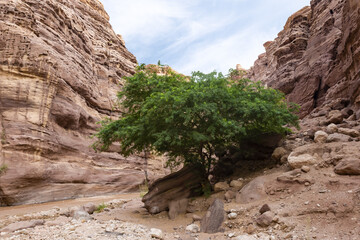 A single  large green tree grows at the beginning of the walking route along the Wadi Numeira gorge in Jordan