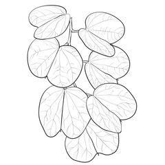 Alibangbang tree leaf drawing Bauhinia malabarica Roxib Leguminosae hand drawing doodle botanical 