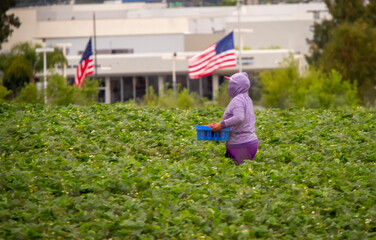 Female farm worker walking with a basket of strawberries with an American flag  in the background 