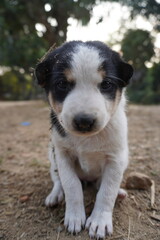 A puppy gazes with enchantment