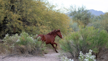 Red bay wild horse stallion running in the Salt River Wild Horse management area near Phoenix...