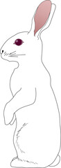 Rabbit Vector Illustration Graphic 