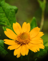 Selective focus of Melampodium divaricatum, commonly called melampodium or butter daisy, is an aster family annual that produces solitary daisy-like flowers.