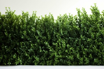 Shadowed boxwood hedge on white background. Generative AI - obrazy, fototapety, plakaty