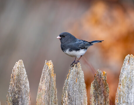 dark eyed junco standing on the fence