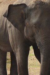close up view of indian or asian elephant calf (elephas maximus indicus) in a safari park