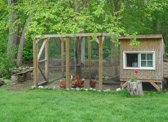 close up on chicken in side coop in back yard 