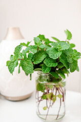 Selective focus of fresh mint plant on a vase.