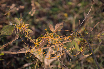 Dodder Genus Cuscuta is The parasite wraps the stems of plant cultures with yellow threads and...