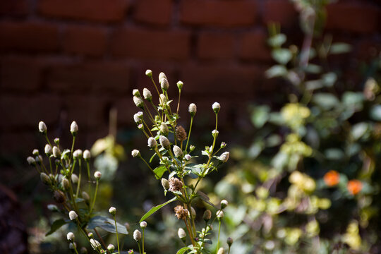 Small Jotang (Acmella uliginosa) is a type of terna that belongs to the Asteraceae tribe. Like other members of the Acmella clan, flowers and small jotang leaves are used as toothache medicine