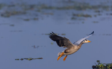 Fototapeta na wymiar Bar-headed goose duck (Anser indicus) during winter migration at forest.