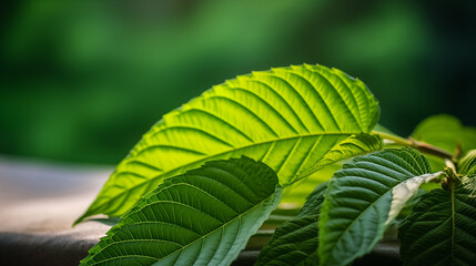 Mitragyna speciosa (kratom) leaves on a wood texture as the background