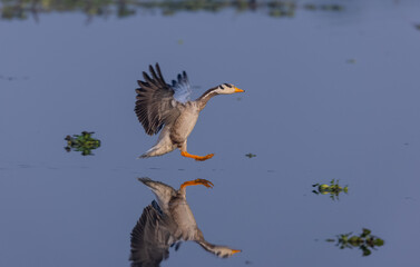 Bar-headed goose duck (Anser indicus) in action during winter migration in forest.