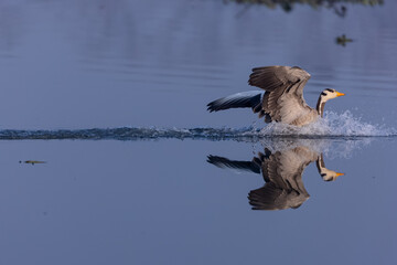 Bar-headed goose duck (Anser indicus) during winter migration at forest.