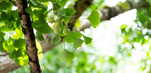 Background of ginkgo leaves and fruits