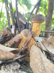 mushroom, nature, tree, forest, plant, leaf, wood