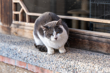 Old cat resting on the window cow cat