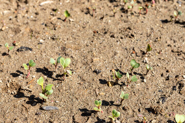 Round radish seeds germinated closeup